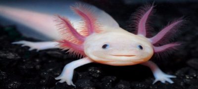 axolotl pet