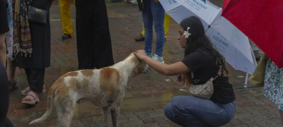 Supreme Court Directs Release of Sterilised Stray Dogs in India