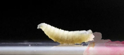 US Reports First Human Case of Screwworm in Maryland