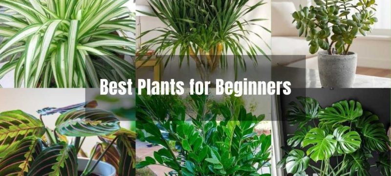 Best Plants for Beginners: Easy Choices for a Fresh Start