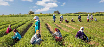 Food security in Uzbekistan begins with support for agricultural producers