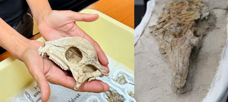 Fossil of 8–12 Million-Year-Old Dolphin Like Creature Found in Peru