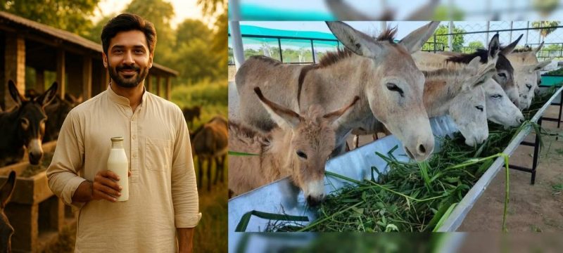 Gujarat Man Runs Donkey Farm, Sells Milk at PKR 16,000Litre, Earns 7–8 Lakh Monthly