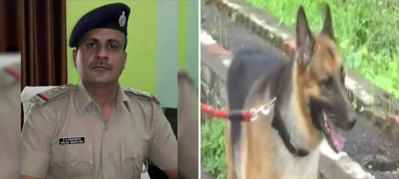 Inspector Dies After Scratch from Vaccinated German Shepherd