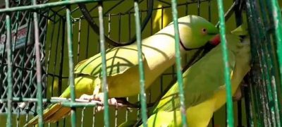 Punjab Makes Parrot Registration Mandatory With Rs1,000 Fee