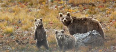 QB’s Scary Brown Bear Encounter in Deosai