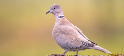 Russian Dove Hunting Permitted in KP Under Strict Conditions