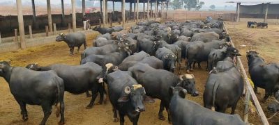 Gujrat Police Investigate After Unknown Suspects Axe Pregnant Buffalo’s Legs
