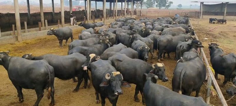Gujrat Police Investigate After Unknown Suspects Axe Pregnant Buffalo’s Legs