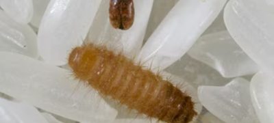 Khapra Beetle Found in Imported Nappies in Australia