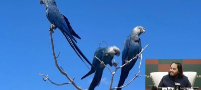 Feathers Fly in Ambani Zoo Rare Parrot Dispute