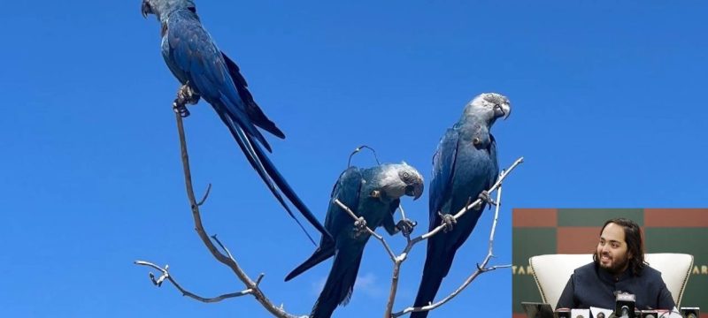 Feathers Fly in Ambani Zoo Rare Parrot Dispute