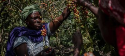 War threatens Congo coffee farmers’ fragile recovery