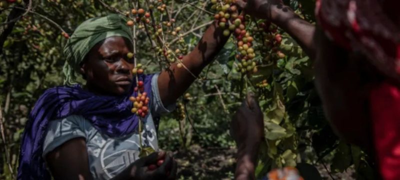 War threatens Congo coffee farmers’ fragile recovery