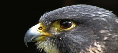 Falcon Crowned Bird of the Year in New Zealand with 21% Votes