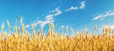 Golden Wheat Fields Outside Seqalbia Face Harvest Hopes