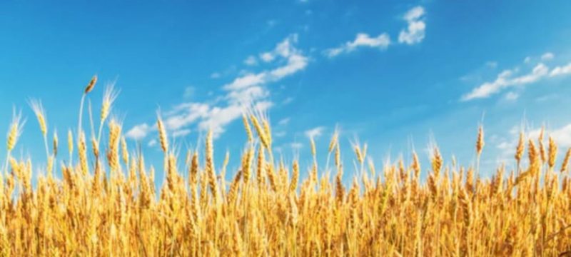Golden Wheat Fields Outside Seqalbia Face Harvest Hopes