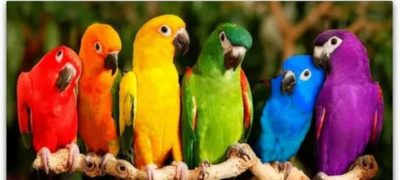 Chinese parrot breaks Guinness World Record in color sorting