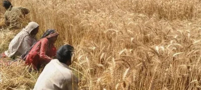 Punjab bans wheat in feed mills to curb flour crisis