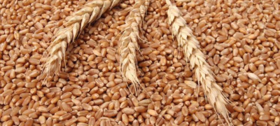 Wheat Prices in Pakistan Hit 72-Week High After Floods