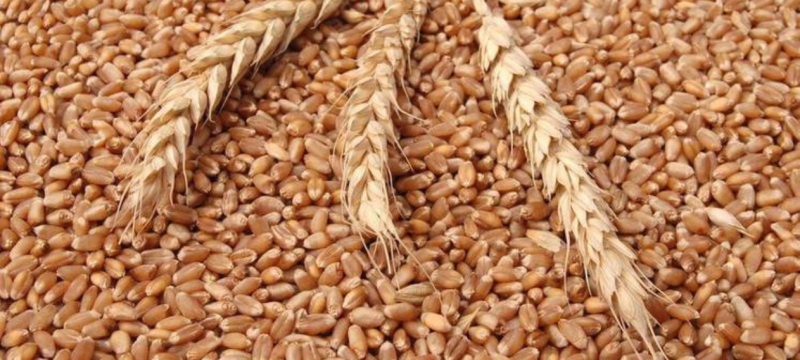 Wheat Prices in Pakistan Hit 72-Week High After Floods