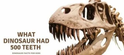 what dinosaur has 500 teeth