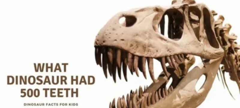 what dinosaur has 500 teeth