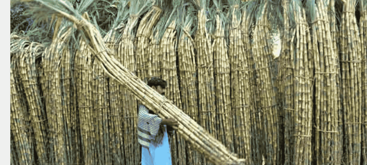 Govt Takes Steps To Protect Sugarcane Crop From Pests