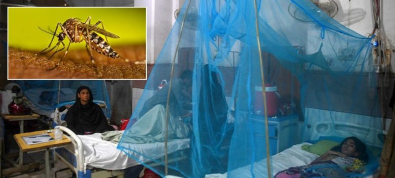 Dengue on the Rise! 26 New Cases Reported in Islamabad