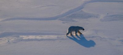 Curious Reindeer, Hungry Bears: Climate Change Hits the Arctic