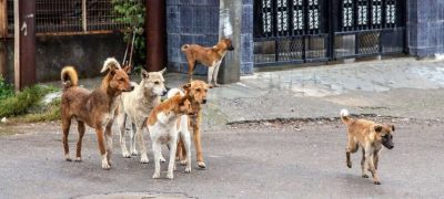 Islamabad High Court Bans Killing of Stray Dogs, Orders Legal Action Against Offenders