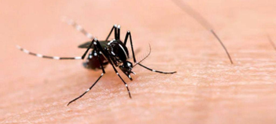 More Than 20 New Dengue Cases Reported in Islamabad