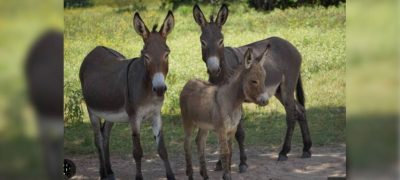 Pakistan Lifts Ban on Donkey Hide Export After 9 Years