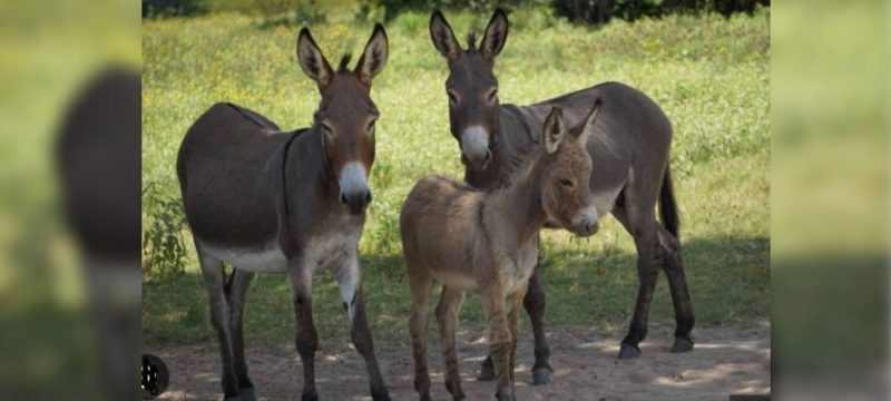 Pakistan Lifts Ban on Donkey Hide Export After 9 Years