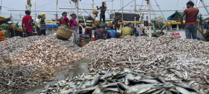 Pakistan’s Seafood Boom $153M Exports to China in Just 9 Months!