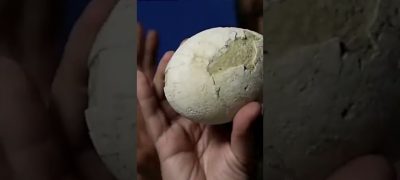 Rare Dinosaur Egg Over 70 Million Years Old Discovered in Perfect Shape in Argentina