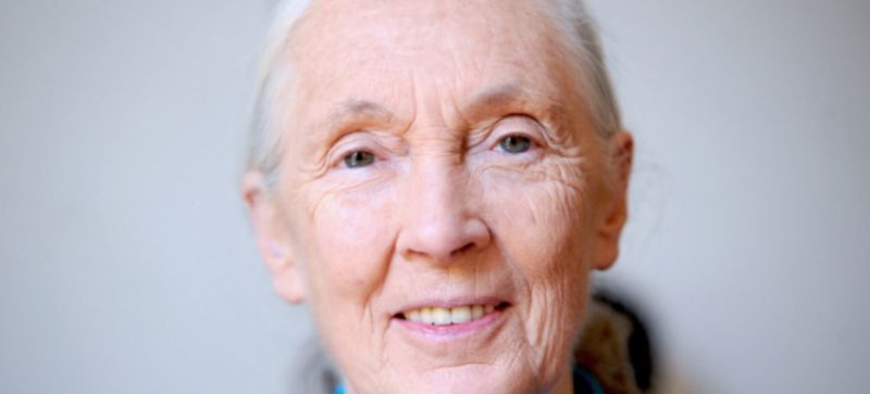 World Mourns Conservation Giant Jane Goodall at 91