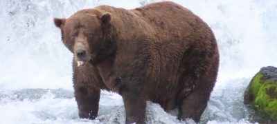 Brown Bear Chunk Wins Fat Bear Week Despite Injury
