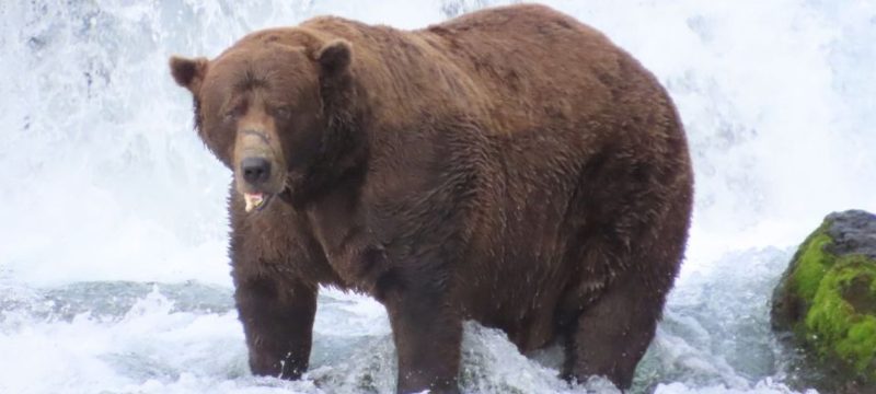 Brown Bear Chunk Wins Fat Bear Week Despite Injury