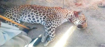 Villagers Shoot and Kill Leopard in KP After Animal Attacks Livestock