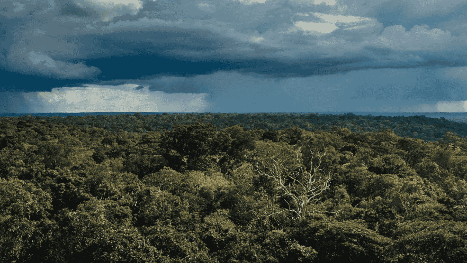 Amazon Scientists Test How Climate Change Threatens The Rainforest’s Future