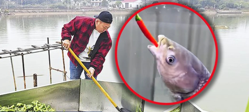 Chinese Farmer Feeds Fish 5,000kg of Chillies Daily for ‘Better Flavour’
