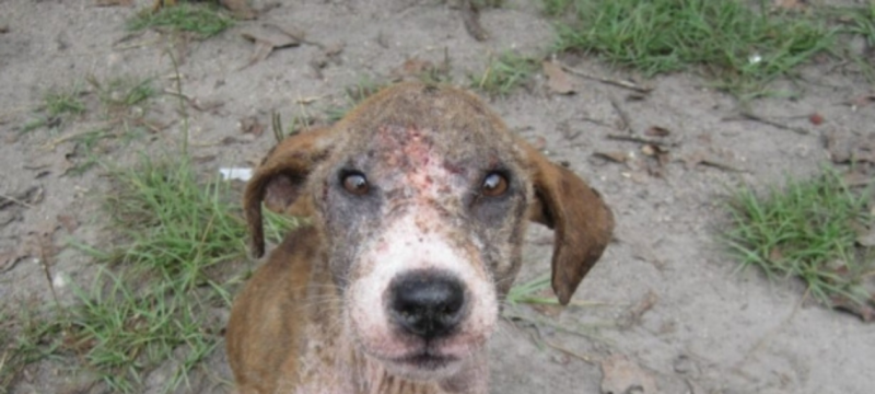 Court Sets 30-Day Deadline for Wildlife Department in Lahore Pet Market Case