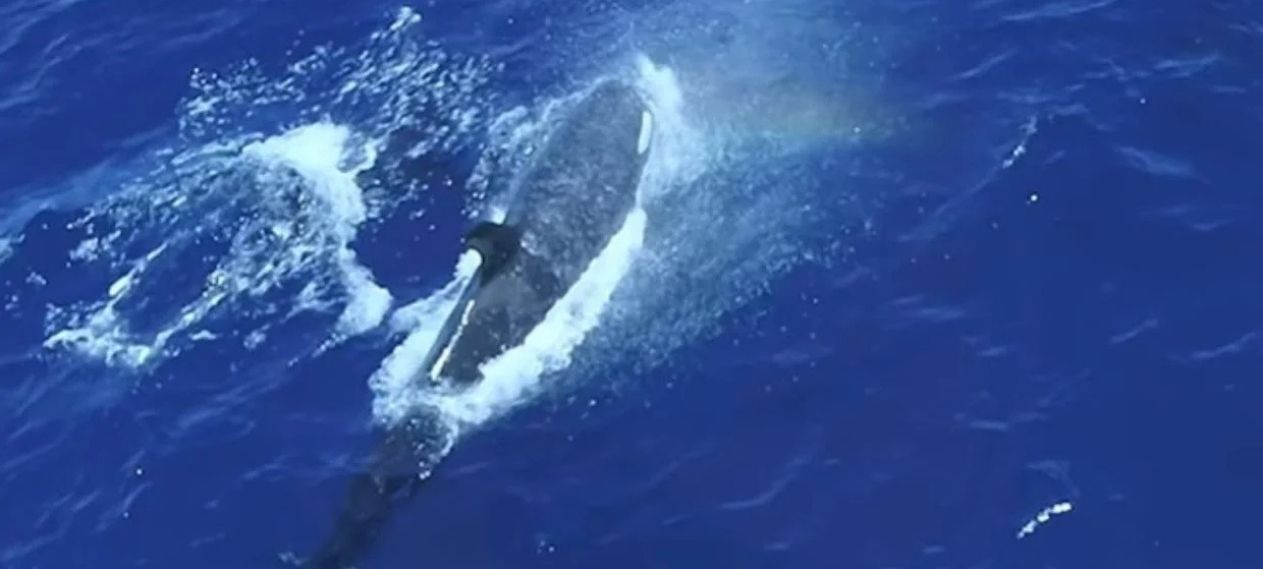 Orcas in Mexico Seen Hunting Great White Sharks for the First Time, Study Finds