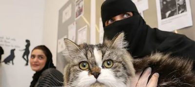 Kuwait Bans Import of Dogs and Cats Amid Health Concerns