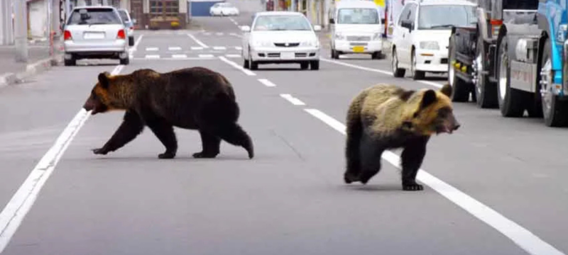 Record Wave of Attacks, Deaths: Japan Deploys Troops to Trap Bears