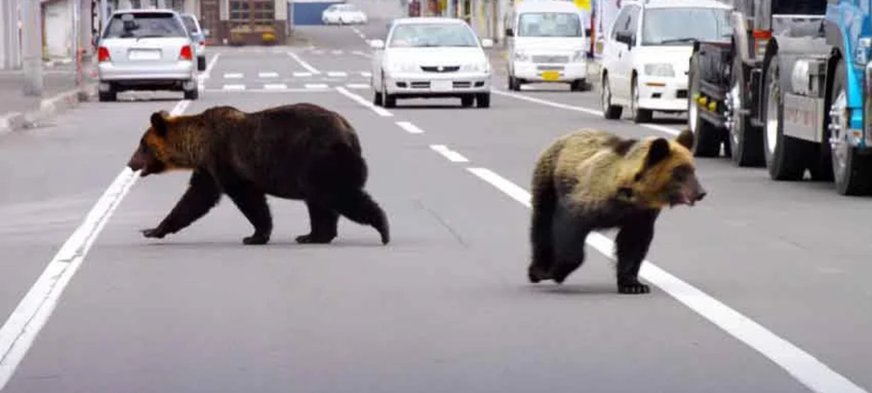 Record Wave of Attacks, Deaths: Japan Deploys Troops to Trap Bears
