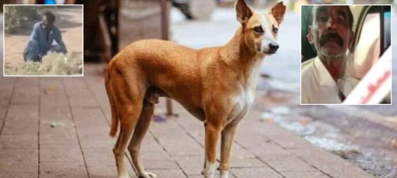 Van Driver Taken Into Custody After Video of Him Raping Stray Dog Goes Viral