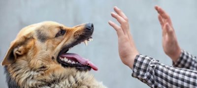 Dog Bite Cases Surge in Khyber Pakhtunkhwa, Over 87,000 Affected in 2025