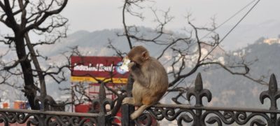 Monkeys from India Thrill Locals in Sindh with Playful Acts